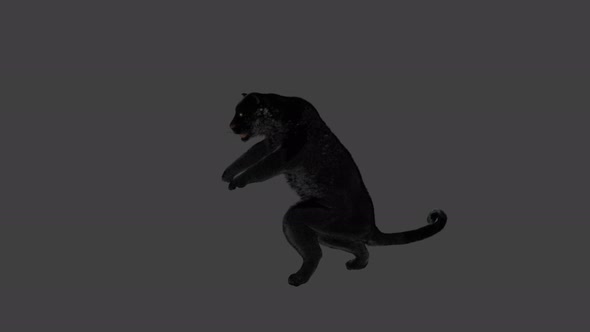 Panther 4K