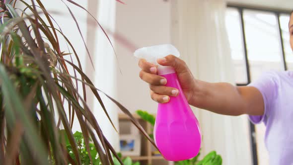 Hand Spraying Houseplant with Water at Home