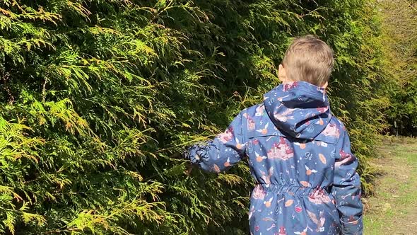 Little Boy Passing Hand Along Green Pine Bushes at Shiny Day Outdoors