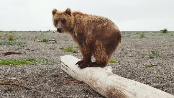 The Kamchatka Brown Bear Walks Along a Log on the Coast in Search of Food