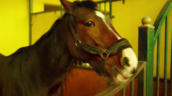 a Beautiful Brown Horse in a Paddock in a Stable Chews Hay Some Sawdust is Visible on the Back