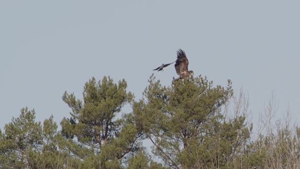 White-tailed sea eagle landing on a tree, mobbed by crow, Sweden, slow motion