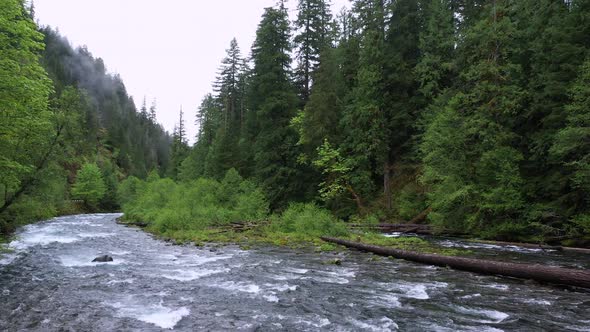 Slowly flying over river with green foliage in Oregon