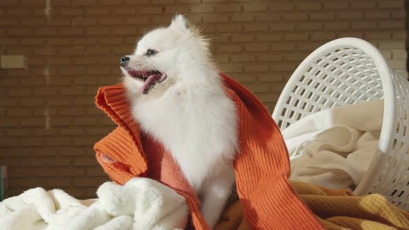 little lap dog messy playing fold cloths basket on wooden laundry table home concept background