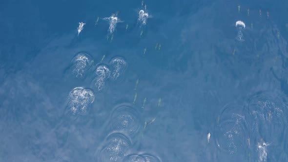 Aerial view of dolphins in open water at Reunion Island.