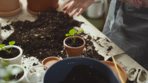 Crop female gardener planting sprout on messy table