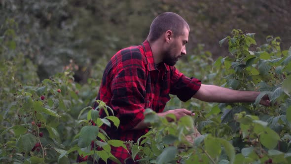 Young caucasion bearded farmer picks raspberries