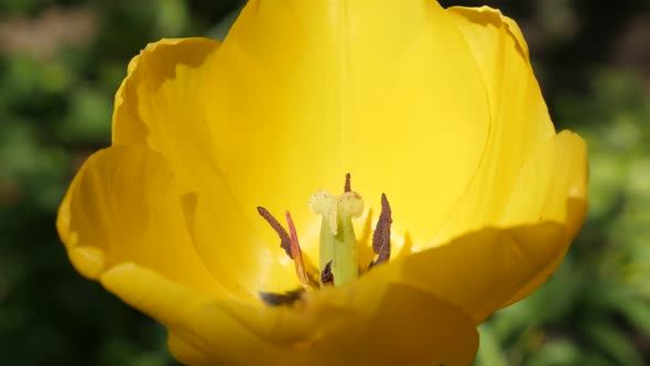 Didier tulip lily plant details shallow DOF 4K 2160 30fps UltraHD footage - Yellow Tulipa gesneriana