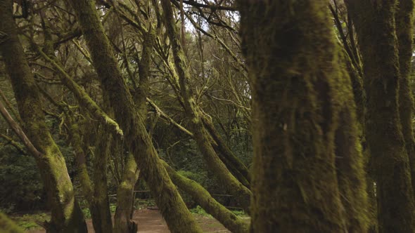 POV Shot in Garajonay Forest