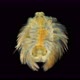 the Larva of the Polychaeta Worm Under the Microscope, at the Nektohet Stage, of the Spionidae - VideoHive Item for Sale