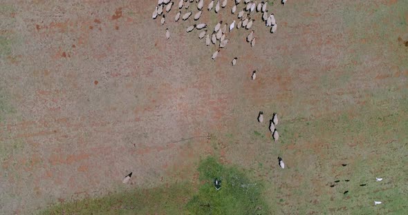 Sheep walking through a dry field aerial footage