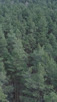 Vertical Video of Pine Forest Aerial View Slow Motion