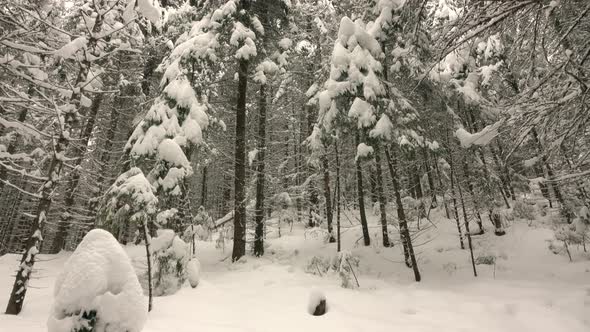 Snow-Covered Branches of Trees in the Winter Forest