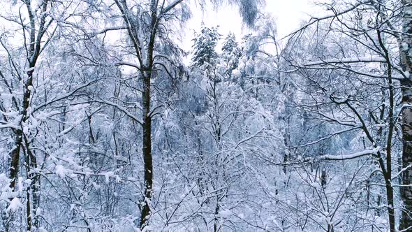 Snowy Branches in Forest. Winter Fairy Background