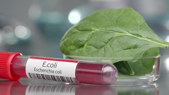 E.coli antibodies next to bowl of spinach in medical lab