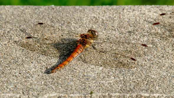 Close Up of Common Darter Dragonfly  Sympetrum Striolatum  in County Donegal  Ireland