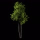 Tree object with alpha channel - VideoHive Item for Sale