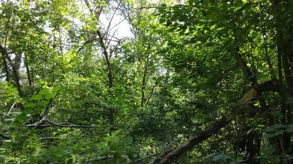 Green Forest with Trees By Day