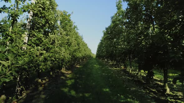 View of apple trees in the orchard