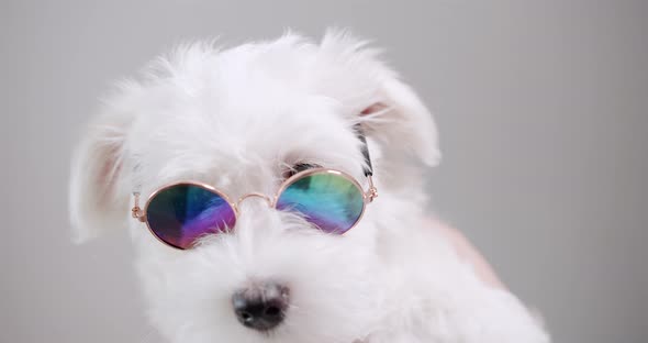 Little Bichon Frise with Funny Sunglasses is Posing on White Isolated Background