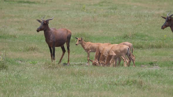 Herd of Common tsessebe on the savanna 