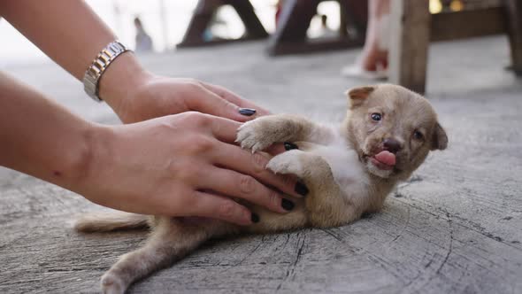 Anonymous woman playing with a sweet and cute little puppy on concrete floor.