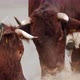 Close Up of a Group of Cattle Standing Eating Hay on a Cold Morning - VideoHive Item for Sale