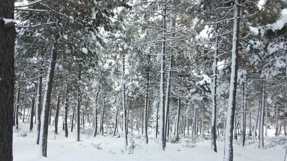 Frozen Forest White Winter Snow