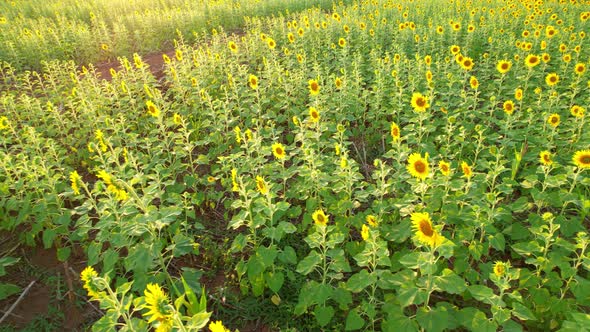 4K Top view on agriculture field with blooming sunflowers. Beautiful aerial view of sunflowers