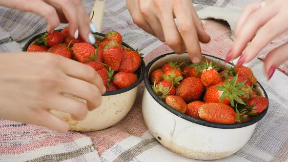 Friend Hands Take Delicious Strawberries From Pots in Garden