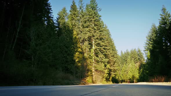 Moving Across Road In Afternoon Forest