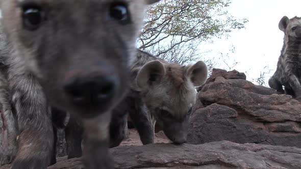 AMAZING close low-angle shot of spotted hyena cubs checking out the camera, Mashatu Botswana.