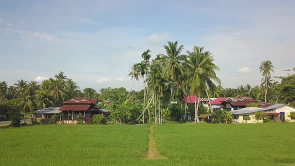 Drone shot of green paddy field at Malays kampung