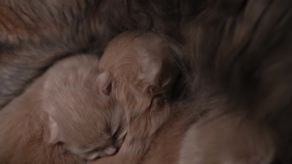 Breastfeeding Kittens