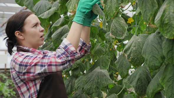 Woman Farmer Inspects Aphid Plant in Greenhouse