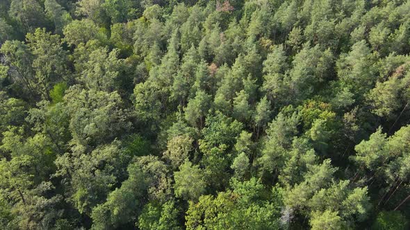Aerial View of Trees in the Forest. Ukraine