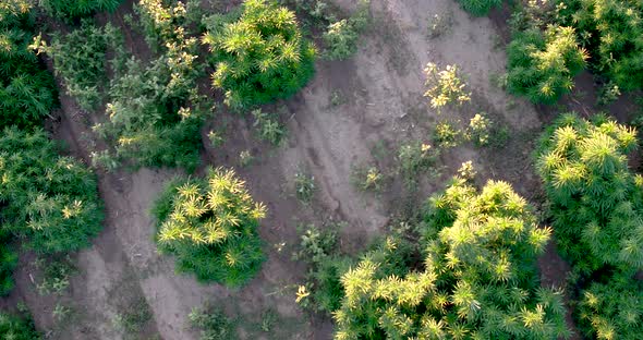 Hemp fields from above in this drone shot.  large plants getting ready for harvest.