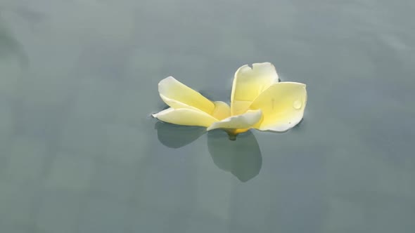 Exotic Flowers in a Pool in the Tropics