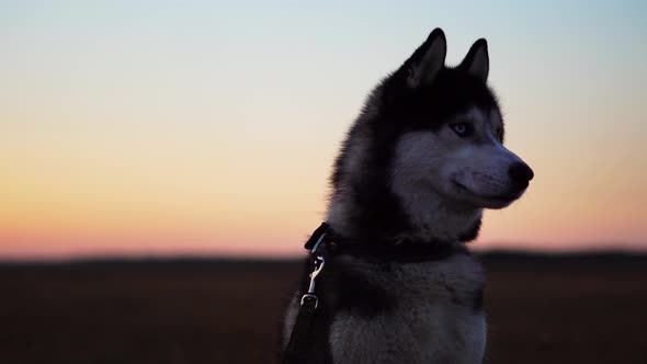 Siberian Husky with Blue Eyes and Gray White Hair Sits on the Grass and Looks Into the Distance