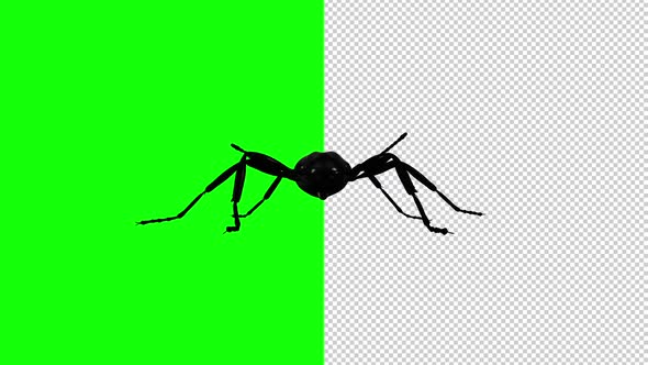 Black Ant - Passing Screen - Front View - Transparent and Green Screen