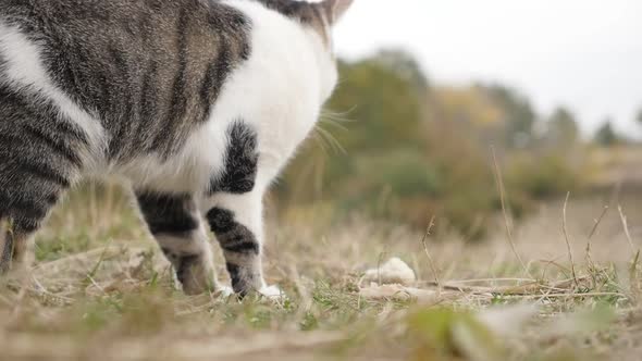 Domestic cat relaxing in the grass and hay slow-mo 1920X1080 HD footage - Slow motion Felis catus gr