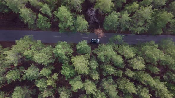 Aerial View Asphalt Road and Green Pine Forest with Car Adventure View From Above