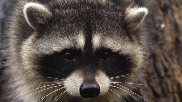 Raccoons on Tree III