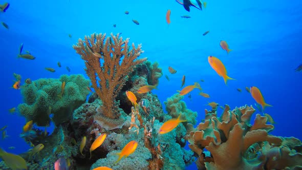 Underwater Tropical Sea Fish