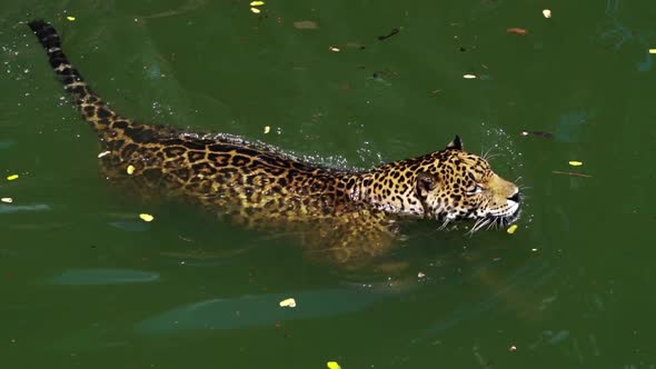 slow-motion of jaguar tiger playing and swimming in pond