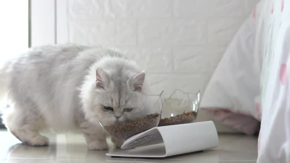 Cute Persian Cat Eating Food From Bowl On Floor