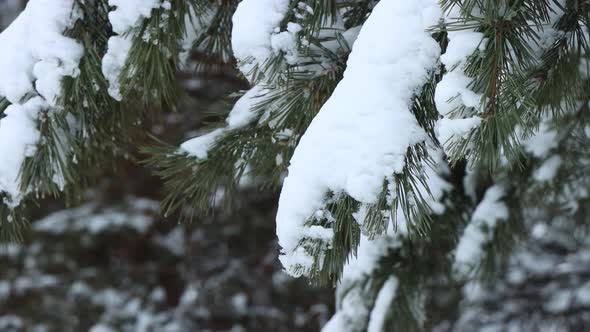 9 Coniferous Branch Under The Snow