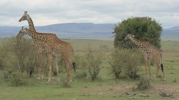 Tree giraffes eating 