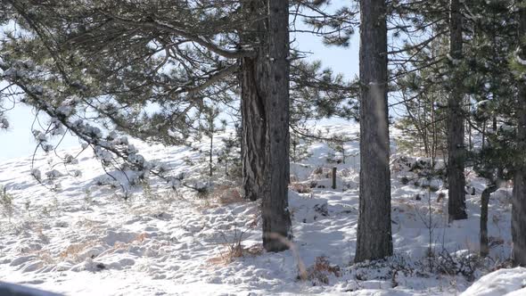 Coniferous woods snowed on sunny day slow tilt  3840X2160 UHD footage - First snow covers  cone-bear