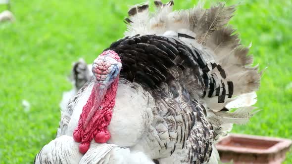 Big Turkey on a Green Pasture